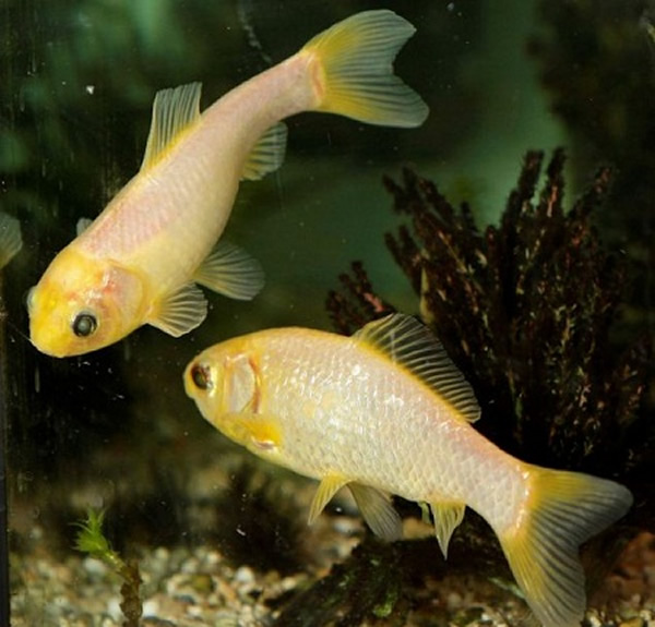 ����Splish(��)��Splash(��)