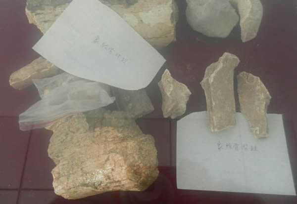 泥河湾发现的化石