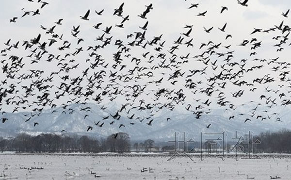 北海道白额雁集体觅食场景