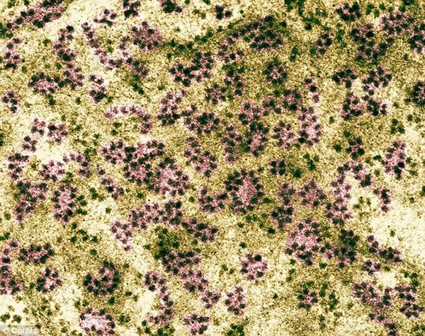 ��������Organovo��˾�Ŀ�ѧ��ʹ�������ӡ����ʵ��������ӡ����΢�͸��ࡱ