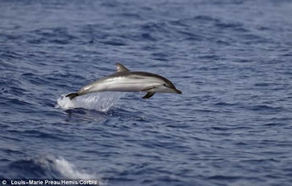 在过去的3个月里,有100多只条纹原海豚被冲上意大利西海岸