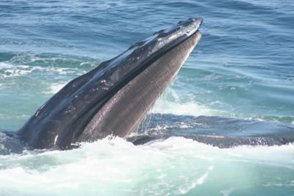 ��ͷ�����������������ѧϰ��ʳ�ļ���