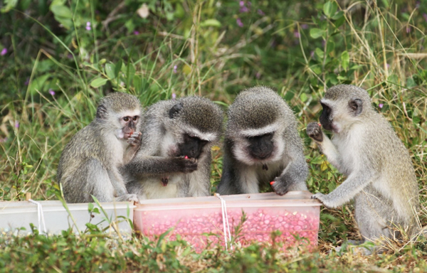 Ӥ����β�������ż�ͥ��ѡ���ھ׽���ɫ���ס�