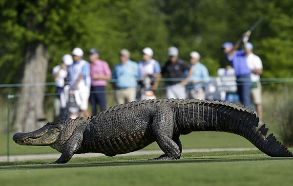 美国路易斯安那州3条腿的鳄鱼闯入高尔夫球场
