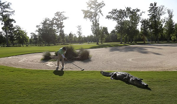 美国路易斯安那州3条腿的鳄鱼闯入高尔夫球场