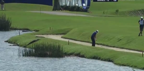 美国路易斯安那州3条腿的鳄鱼闯入高尔夫球场