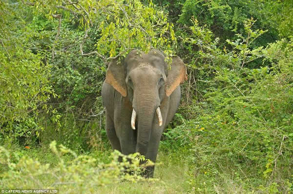 ˹�������������ҹ�԰һֻר���ο�ʳ��Ĵ���