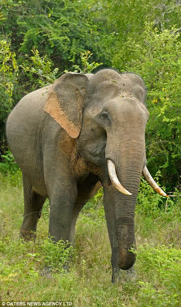 ˹�������������ҹ�԰һֻר���ο�ʳ��Ĵ���