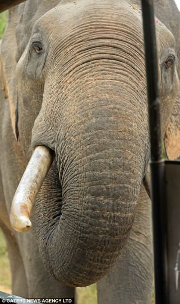 ˹�������������ҹ�԰һֻר���ο�ʳ��Ĵ���