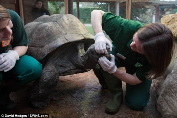 英国布里斯托尔动物园两只巨型陆龟