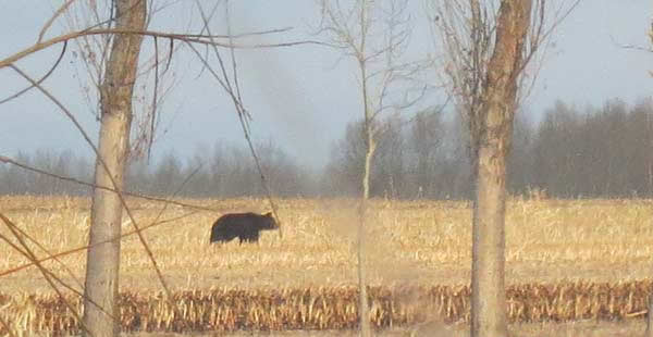 ������һͷ400�����غ��ܴ����ׯ�󱻻���