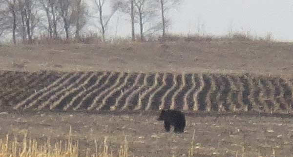 ������һͷ400�����غ��ܴ����ׯ�󱻻���