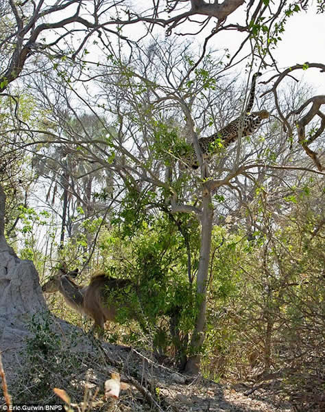 博茨瓦纳一只美洲豹从9米高树干处跳下扑向羚羊