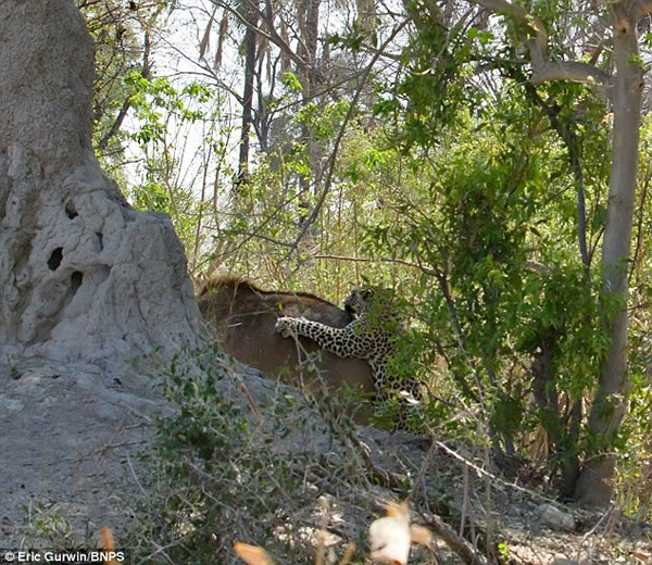 博茨瓦纳一只美洲豹从9米高树干处跳下扑向羚羊