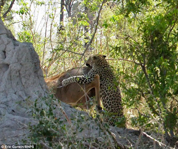 博茨瓦纳一只美洲豹从9米高树干处跳下扑向羚羊