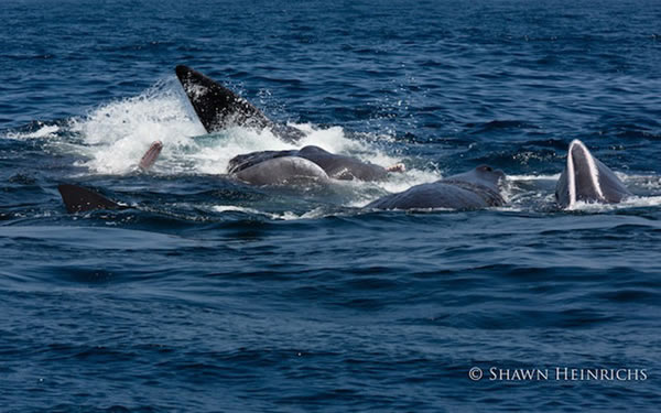 6只逆戟鲸与一群抹香鲸在印度洋爆发“战争”