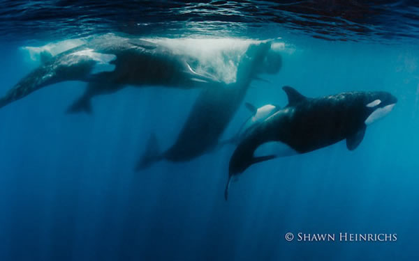 6只逆戟鲸与一群抹香鲸在印度洋爆发“战争”