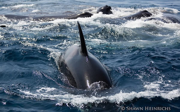 6只逆戟鲸与一群抹香鲸在印度洋爆发“战争”