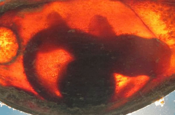 图为5个月大的鲨鱼胚胎,最新研究显示鲨鱼胚胎自相残杀是父系基因竞争的延续