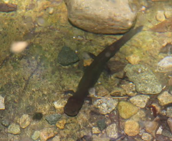 �����̳��ؽ��̨����ɽ��Ϫ���з��ִ���Ұ��������