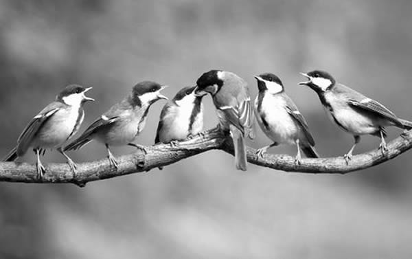 气候变化催生鸟虫博弈