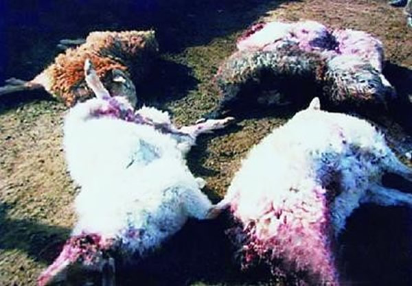 新疆巴音布鲁克草原天鹅湖区灰狼重出江湖 2000牛羊被咬死