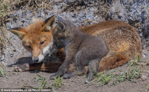 Ӣ��������Ȼ������С���걦������ͷ