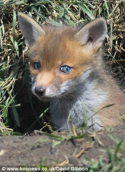 Ӣ��������Ȼ������С���걦������ͷ