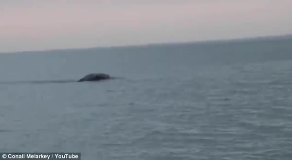 英国大学生在爱尔兰福伊尔河拍摄到巨大“水怪”?