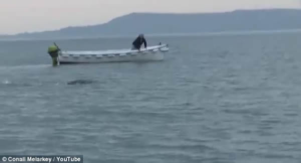 英国大学生在爱尔兰福伊尔河拍摄到巨大“水怪”?