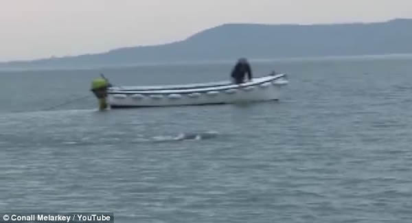 英国大学生在爱尔兰福伊尔河拍摄到巨大“水怪”?