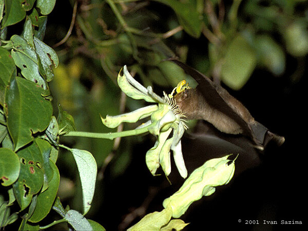 鼩形长舌蝠(Glossophaga soricina)
