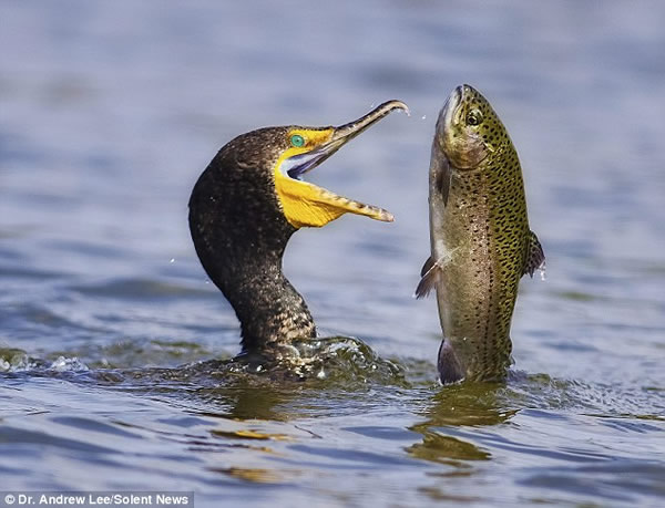 鸬鹚捕食虹鳟鱼