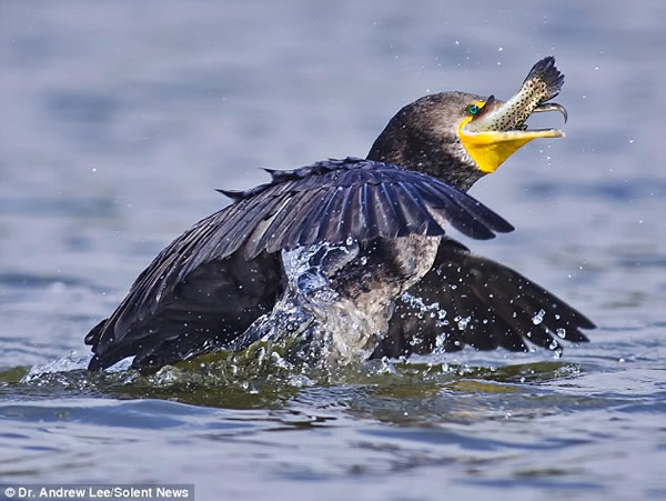 鸬鹚捕食虹鳟鱼