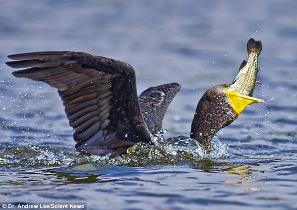鸬鹚捕食虹鳟鱼