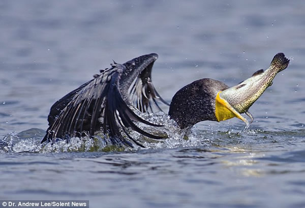 鸬鹚捕食虹鳟鱼