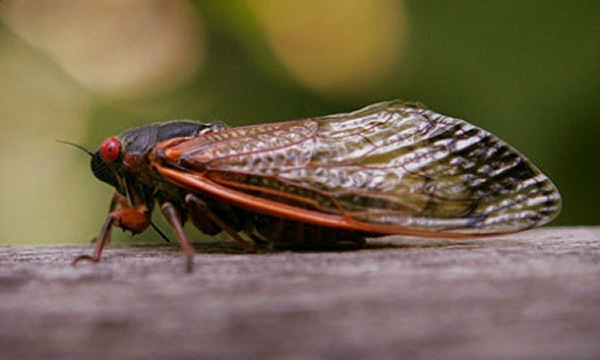 300��ֻ�ڵ����ݷ�17��Ĳ���Ϊ��ż��������