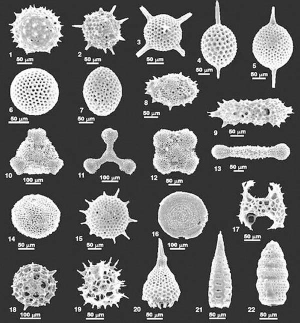 海底世界中,不仅有化石,还有微小生物的古DNA。