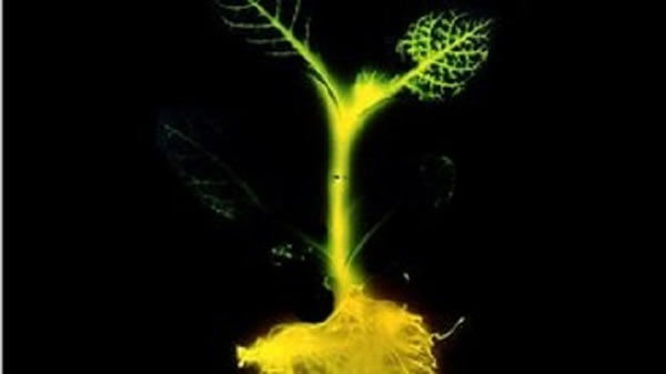 20����80�����ʱ�򣬿�ѧ��������������һ�ŷ�����̲ݡ�