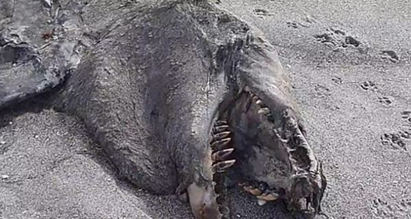 新西兰海滩出现神秘海怪尸体证实是虎鲸