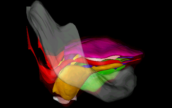 3D模型揭开舌头的秘密