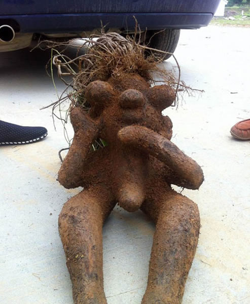 江西出土一公一母两个“人形何首乌”