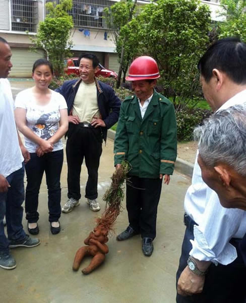 江西出土一公一母两个“人形何首乌”