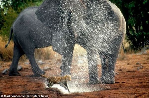 一头大象“恶作剧”暗暗吸满一鼻子水,喷向不远处尾随象群的小豹子,试图把它赶走。