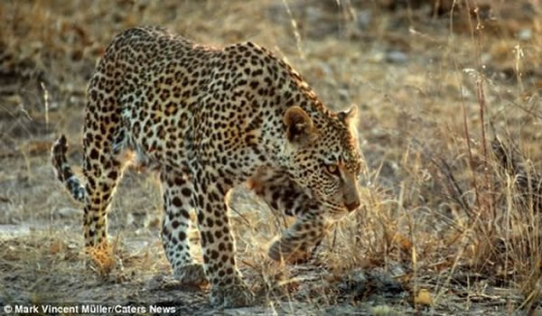 小豹子只好落荒而逃