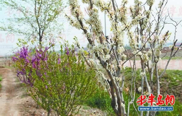 ��ī����һ�꺱���İ׻��Ͼ�