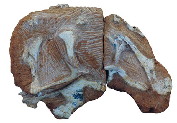 �����������(Wulatelong gobiensis gen. et sp. nov.)