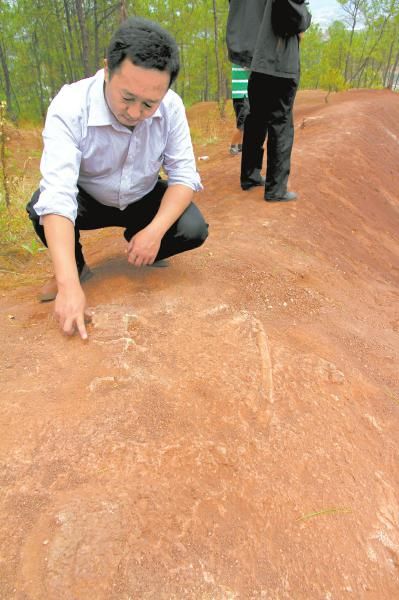 会理县某山林中,恐龙化石已露出地面。