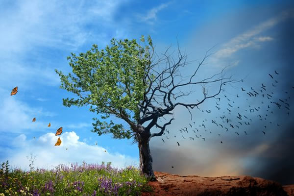 最新研究称,史无前例的升温速度将给许多物种带来威胁,而且将严重影响它们生存区域的气候。