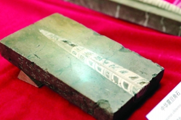 黄庭坚收藏的中华震旦角石